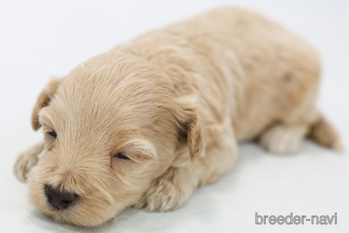 成約済の神奈川県のマルプー:マルチーズ×トイプードル-326790の3枚目